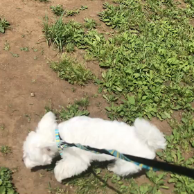 ♪お散歩動画♪代々木公園＆参宮橋公園♪の画像