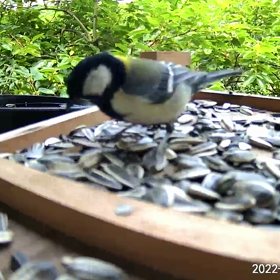 すぎぴたんの事件簿シーズン2　314話（カメラはお嫌い？シジュウカラ）の画像