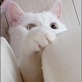 かまってちゃん猫の画像