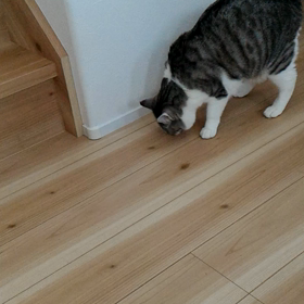 １ヶ月のblogおさぼりの画像