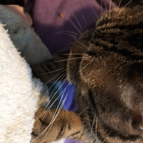 戌年ですがの画像