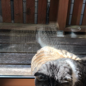 めずらしくの画像