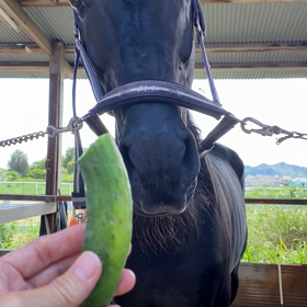 馬とキュウリの画像
