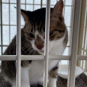 今日は肉の日の画像