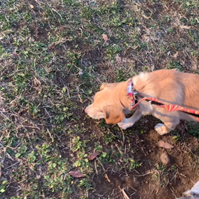 11月30日12わんこと2時間遠足　代々木公園表参道の画像