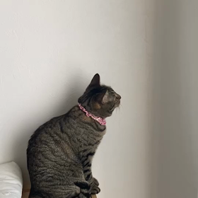 きなこ？の画像