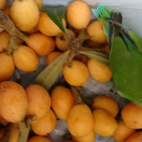 小桜インコ❤️の画像