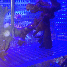 タツノオトシゴ 冷凍エサやりの画像