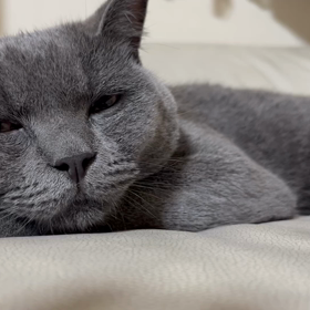 去勢手術の画像