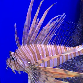 品川水族館①の画像