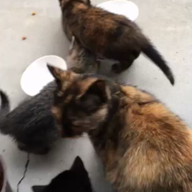 野良猫さんを保護しよう②の画像