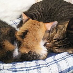 前に撮った動画の画像