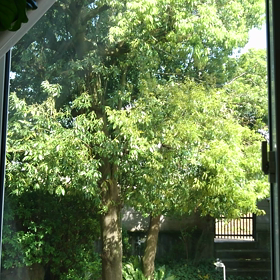 我が家にはトトロの木があるよの画像