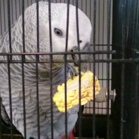 シュシュちゃん、初めての･･･の画像