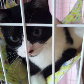 ほぼ  中日の画像