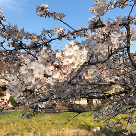 桜を愛でるDNAの画像