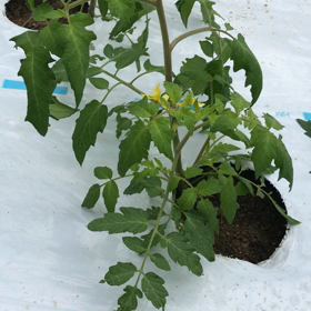 『あとちょっとやわ( ^ω^ )』の画像