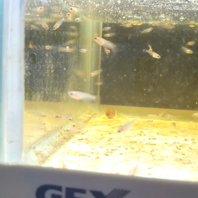 9月6日産まれのベタ稚魚❗️の画像