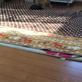 ルンルンq(･ｪ･q)ﾙﾝ♪の画像