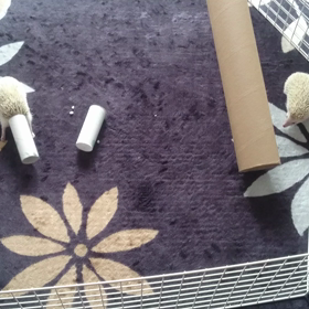 ＃こすこは、お遊び＃の画像