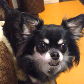 梨・・・（≧∇≦）の画像