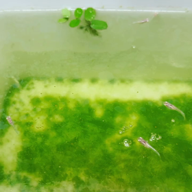 王妃１ヶ月経過の画像