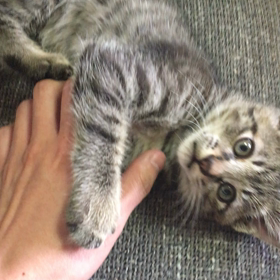 猫キッ〜クの画像