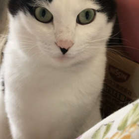 にゃんか言いたい….の画像