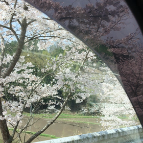 あっちやこっちの桜様の画像