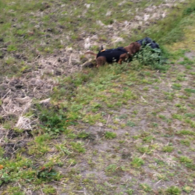 ししまるお散歩動画〜U^ェ^Uの画像