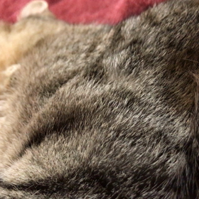 ❤️❤️❤️チーム月水金❤️❤️❤️きょうのにゃんこ と 愛猫との出会いの画像