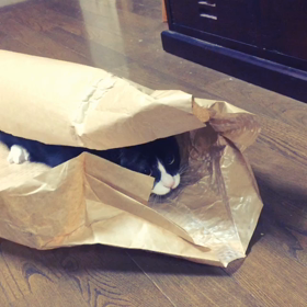 猫と赤子に大人気のカシャブンの画像