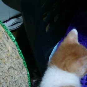 2月29日生まれのチビ達の画像