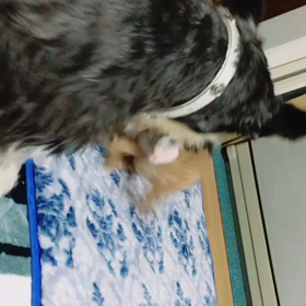 くっきーくんの画像