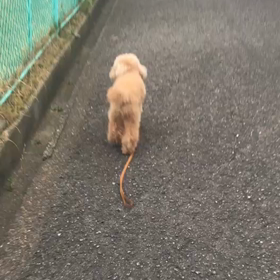 1人でお散歩するなり〜！の画像