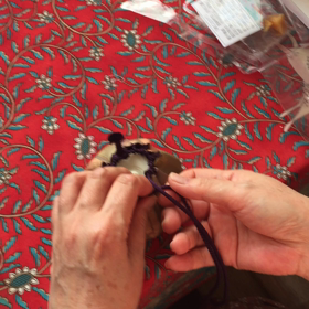 長緒の紐休め(動画)の画像