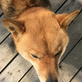 くしゃみちょんこの画像