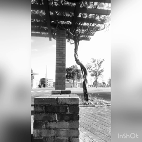 公園エク  ササイズの画像