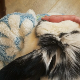 同時ナデナデは出来ないけど。の画像