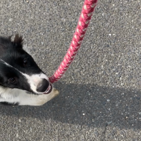 ボーダーコリー　リード練習２日目の画像