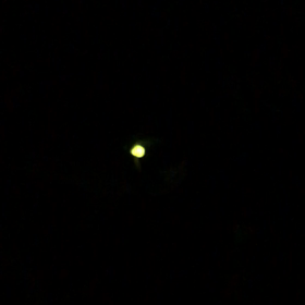 蛍の季節なりましたの画像