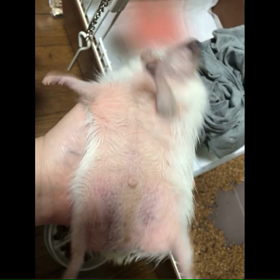 361日目夏用ハウスの機密性を減らすの画像