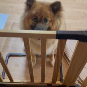 新しいワザの画像