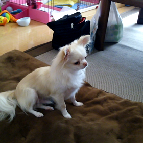 まだまだですが‥の画像