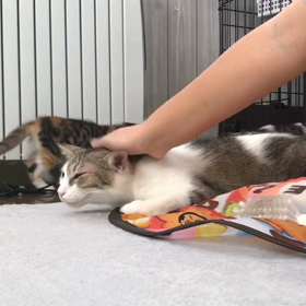 美桜ちゃん！近況！の画像