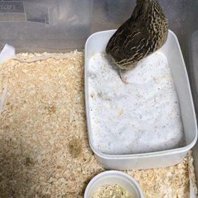 ピヨヨとピヨ動物病院へ2回目②の画像