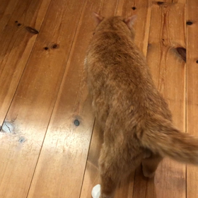 コロンするよ〜の画像