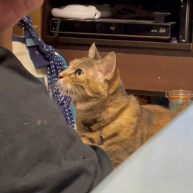 福ちゃん♀の「おやつまだ？」の画像