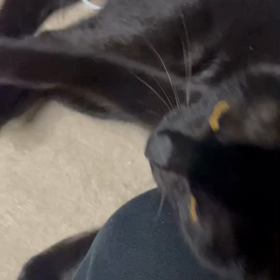 猫パンチと首相撲の画像