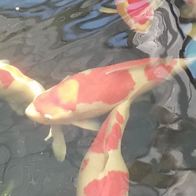 やっと見てきましたの画像